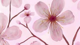 JAPAN - Yoshida Brothers - Cherry Blossoms in Winter Fuyu No Sakura