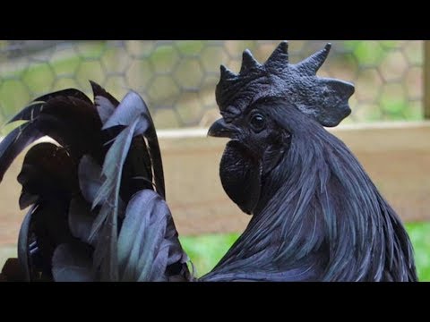 , title : 'Ayam Cemani Chickens | The All Black Chicken'