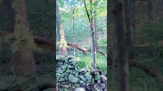 Brush Clearing on the NEW Property!