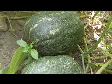 , title : 'Calabaza de castilla o Casco, Como cultivar calabazas grandes.'