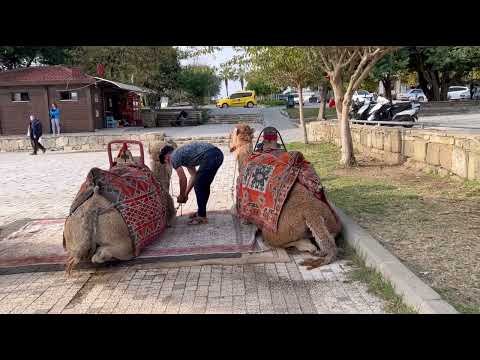 Camel Ride In Antalya | Antalya Tour experience