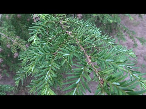 image-How tall can a hemlock tree grow?