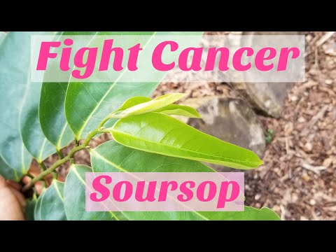 Fight cancer with soursop leaf tea and get results! link to fresh leaves in description