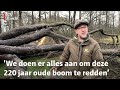 Deze oude Linde werd geveld door de storm: kan ze het overleven?