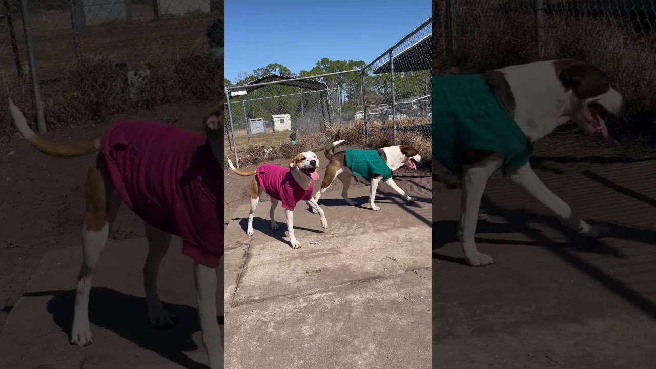 S’More, a ADOPTABLE mixed breed in Sebring, FL video 6/6