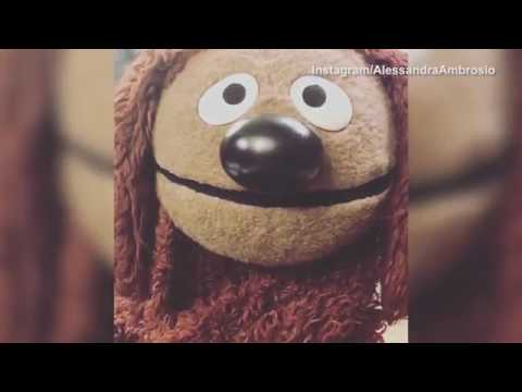 'Alicia Keys does not make mistakes': Rowlf the Dog consoles