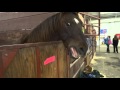 A Horse Neighing Clip 1