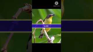 Download lagu Suara pikat remetuk laut...👍 mp3 Download lagu Suara pikat remetuk laut...👍 mp3