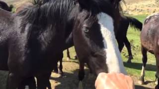 Anne Novak gentling a herd of wild horses rescued back from the slaughterhouse (WY14 Protect Mustan