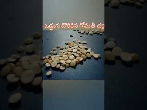 💐Gomati chakras found at beach 🏖️