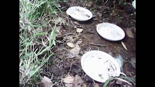 ダルマガエル観察ライブ2025/05/15 14:37～16:37