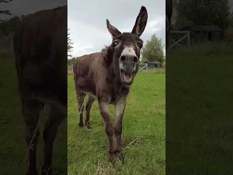 Animal Wonders Very funny donkey : EG Mix