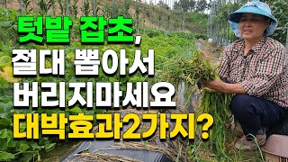 풀 잡초 절대 뽑아버리지 마세요 전문가가 알려주는 대박 활용법2가지