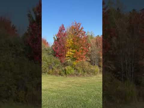 the leaves were slow to change this year, but we still saw some good colors