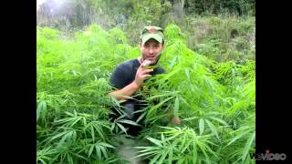 The Produk Gagal - Marijuana ( BORJA )