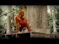 Documentary Nature - The Jungle of the Red Spirit