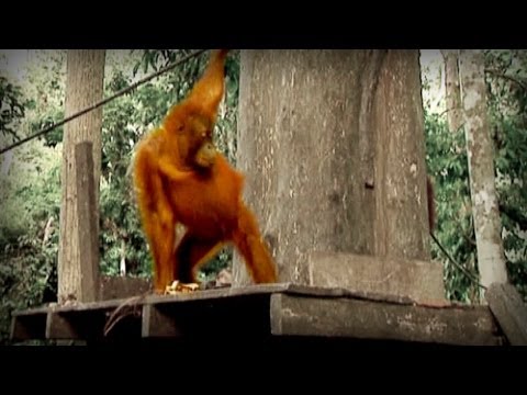 The Jungle of the Red Spirit