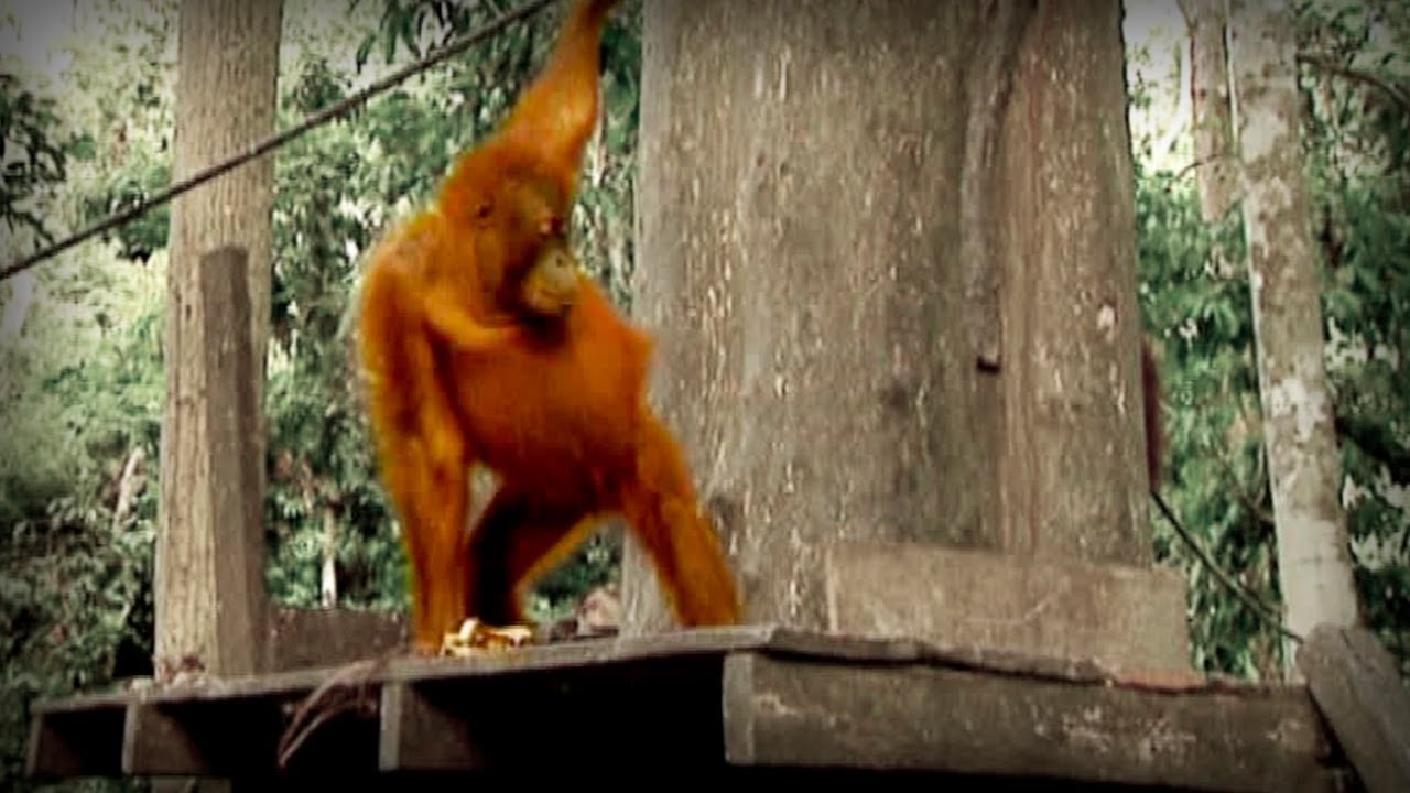 The Jungle of the Red Spirit