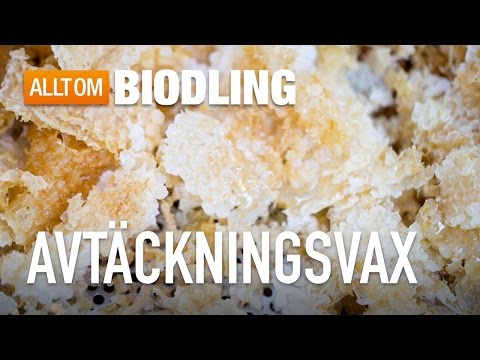 Avtäckningsvax - hantering och användning - Bivax