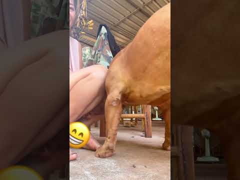 กินอีกแล่ว #คนรักหมา #pets #postviralシ #fbreelsfypシ゚ #