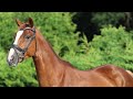 Talentueux jeune cheval de dressage