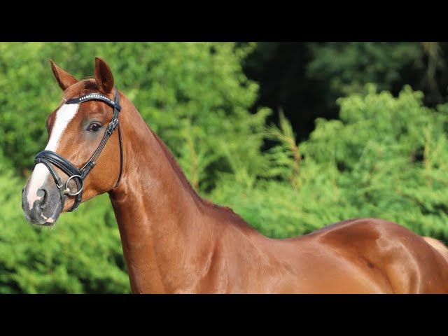 Talentueux jeune cheval de dressage