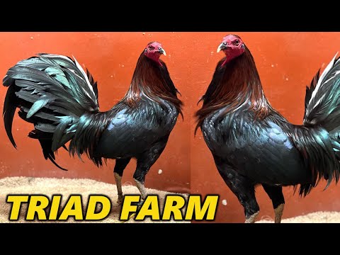 Quality Birds Triad Farm Visit Hawaii