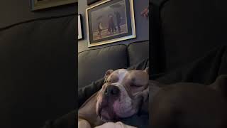 Video preview image #1 Bulldog-Unknown Mix Puppy For Sale in Germantown, OH, USA