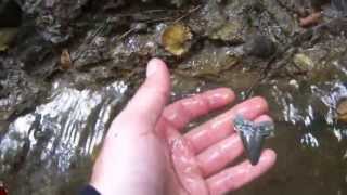 preview picture of video 'Digging out a Megalodon Tooth with my Bare Hands in Summerville'