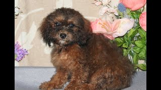 Video preview image #1 Shih-Poo Puppy For Sale in RISING SUN, MD, USA