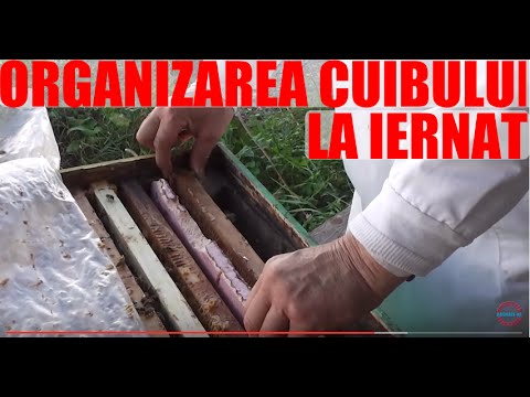Organizarea cuibului pentru iernat facuta de Costel sub supravegherea mea - Sfaturi apicultura