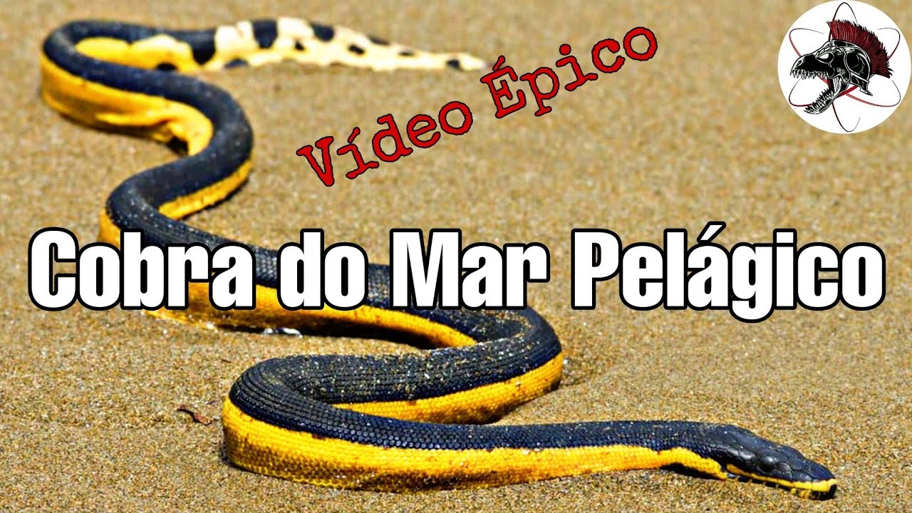 Cobra do Mar Pelágico | Biólogo Henrique o Biólogo das Cobras