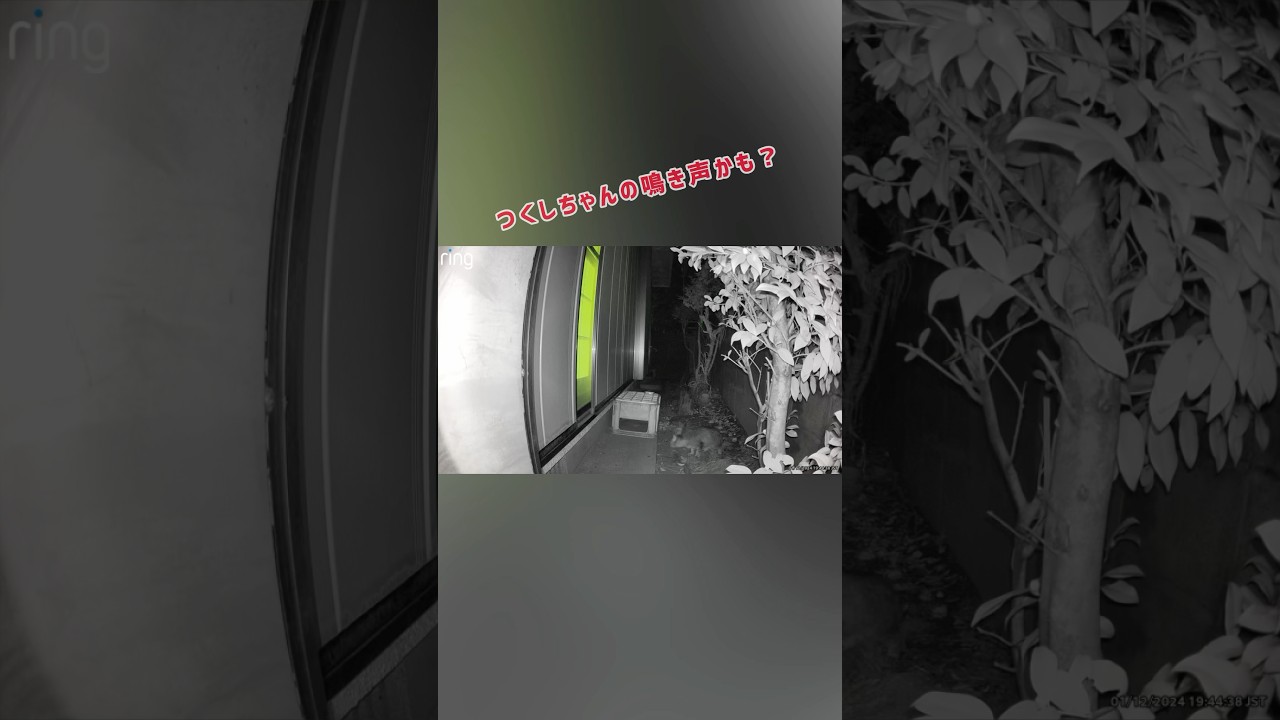 つくしちゃんの弟分は来た！