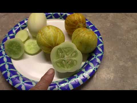 download lagu mp3 mp4 Cucumber Taste, download lagu Cucumber Taste gratis, unduh video klip Cucumber Taste