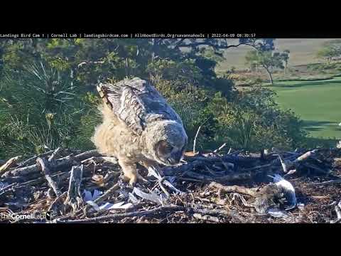 Savannah GHO Nest - Shorebird for breakfast