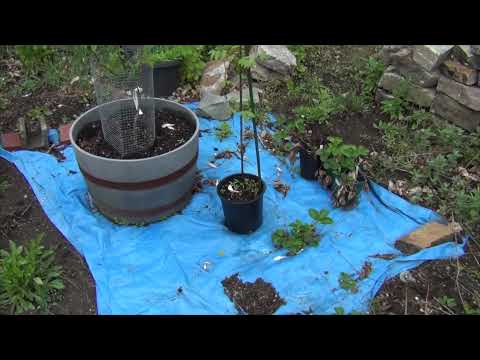 Dying Korean Evodia Tree