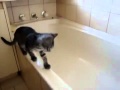 Кот не может выбраться из ванной! Ржач! 
