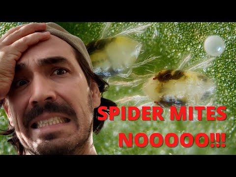 Spider mites - Everything You Need to Know
