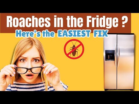 How to Prevent Cockroaches in Fridge (Effectively)
