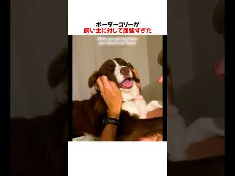 屈恐なロットワイラーと賢恐なボーダーコリーを並べた結果ｗｗｗｗｗ