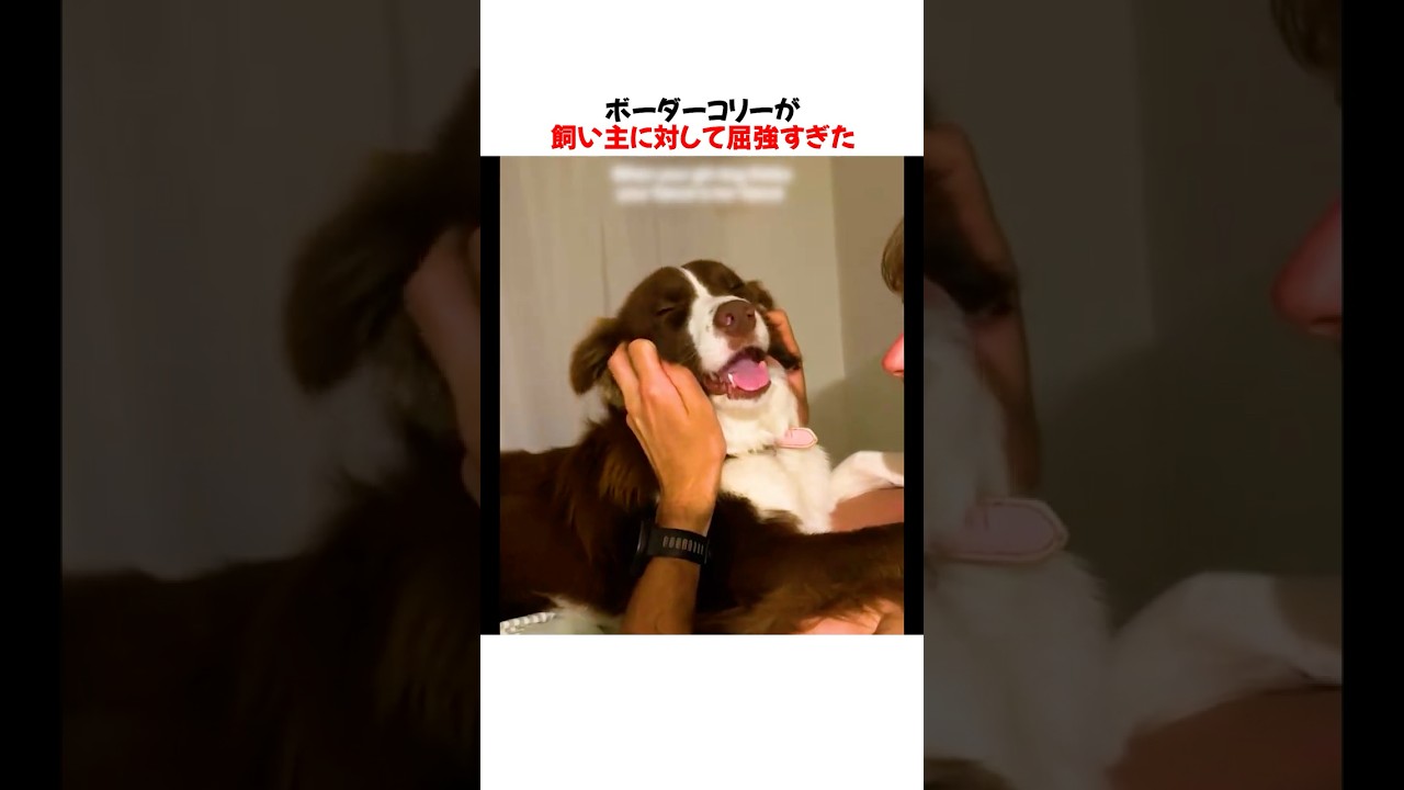 屈恐なロットワイラーと賢恐なボーダーコリーを並べた結果ｗｗｗｗｗ