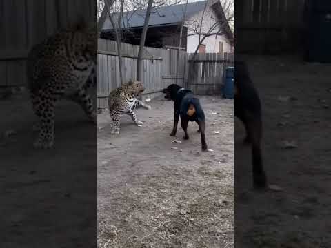 Leopard vs Rottweiler EPIC Brawl!