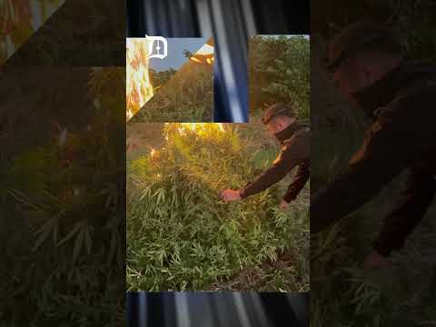 PNC destruye más de 58 mil matas de marihuana en Las Cruces, Petén