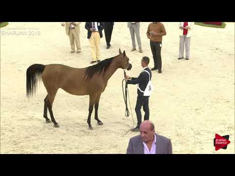 N.147 AL ARYAM WAHIDA - Sharjah International 2019 - Mares 4 to 6 years old (Class 4B)