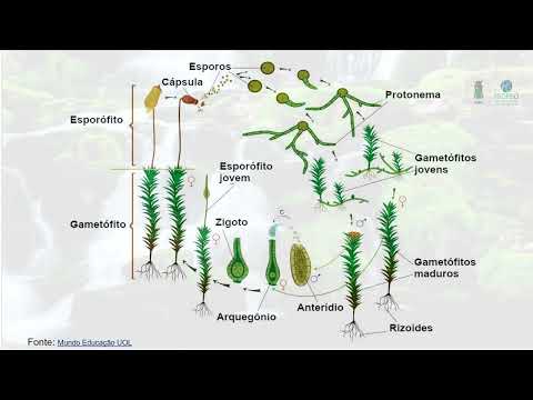 Reprodução dos Musgos