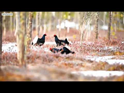 #Orrfugl #leik #Capercaillie #Black #grouse #Korhoen #rackelhahn #Lyrurus #tetrix #Birkhuhn #scary