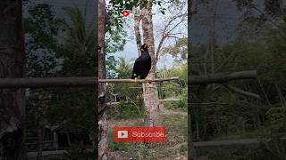 Download lagu Suara pikat burung beo(tiung)#alshadahmad #peliharaan #shorts mp3