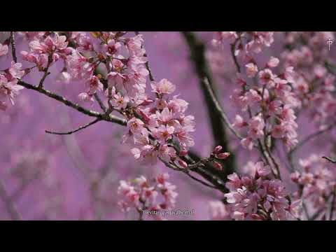 24. Lui5 - OLVIDARME DE ENGAÑAR | G E O R G I A