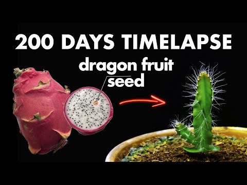 Growing DRAGON FRUIT From Seed - 200 Days Time Lapse