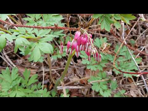 2nd YouTube video about are bleeding hearts poisonous to dogs